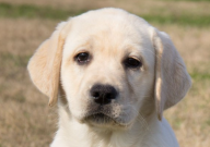 拉布拉多可以吃油嗎（有營(yíng)養(yǎng)嗎）